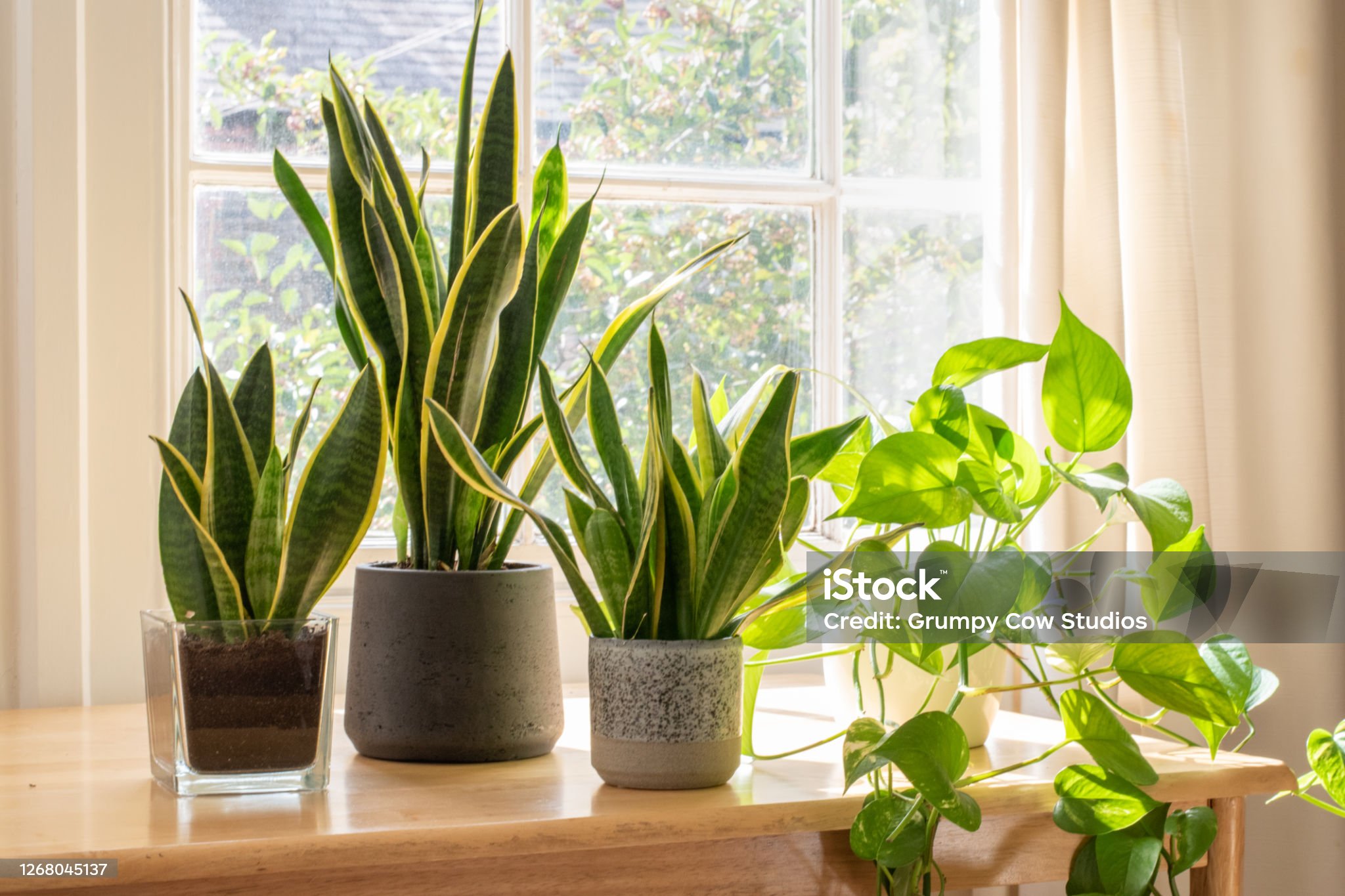 istockphoto-1268045137-2048×2048